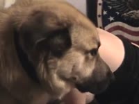 Big ass slut having threesome animal sex with husband and dog